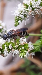 Colpa quinquecincta