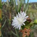 White-flowered Mesemb - Photo (c) Ismail Ebrahim, some rights reserved (CC BY-NC), uploaded by Ismail Ebrahim