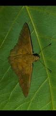 Nascus phocus