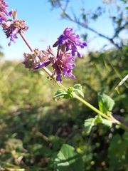Salvia verticillata