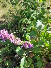 Salvia verticillata