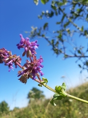 Salvia verticillata