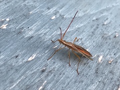 Protenor belfragei
