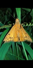 Bungalotis midas