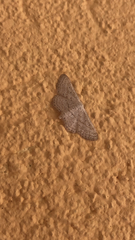 Idaea elongaria