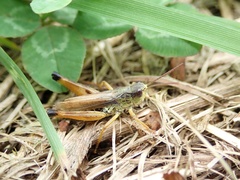 Chorthippus intermedius