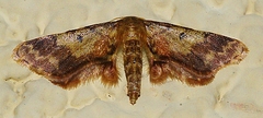 Idaea furciferata
