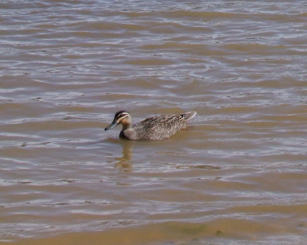 pacific-black-duck-from-lysterfield-lake-victoria-australia-on-august