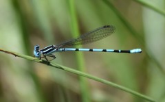 Argia bipunctulata