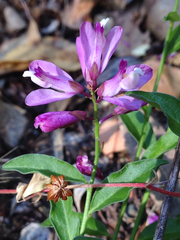 Rhinotropis californica