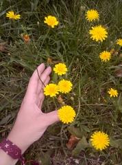 Scorzoneroides autumnalis