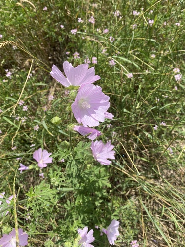 Petit Mauve 3