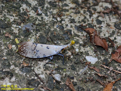 Pyrops watanabei