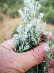 Aspalathus candicans