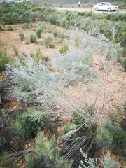 Aspalathus candicans