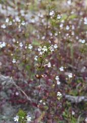 Euphrasia wettsteinii
