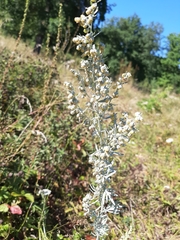 Artemisia absinthium
