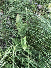 Cypripedium reginae
