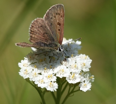 Lycaena tityrus subalpina