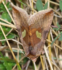Autographa bractea