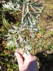Artemisia absinthium