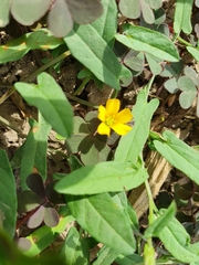 Oxalis corniculata repens