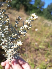 Artemisia absinthium