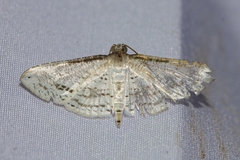 Calindoea anticalis