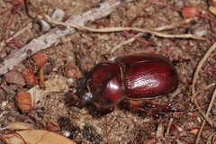 Phyllognathus excavatus