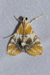 Macaretaera hesperis