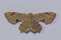 Dysaethria quadricaudata