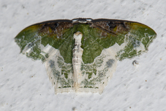 Eucyclodes semialba