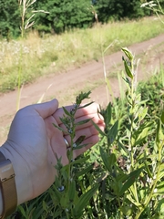 Lithospermum officinale