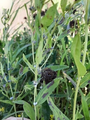 Lithospermum officinale