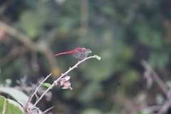 Crocothemis servilia