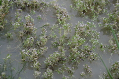 Crassula natans