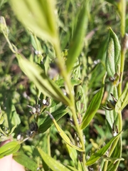 Lithospermum officinale