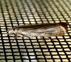 Parapediasia decorellus