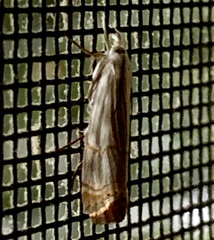 Parapediasia decorellus