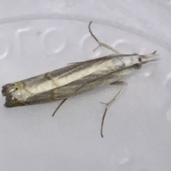 Parapediasia decorellus