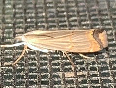 Parapediasia decorellus