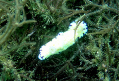Goniobranchus aureopurpureus image