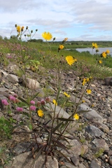 Hieracium dolabratum
