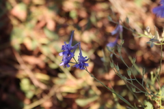 Delphinium consolida