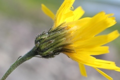 Hieracium dolabratum