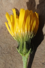 Hieracium dolabratum