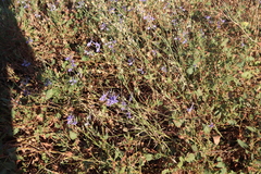 Delphinium consolida