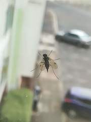 Diptera