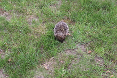 Erinaceus europaeus