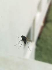 Diptera